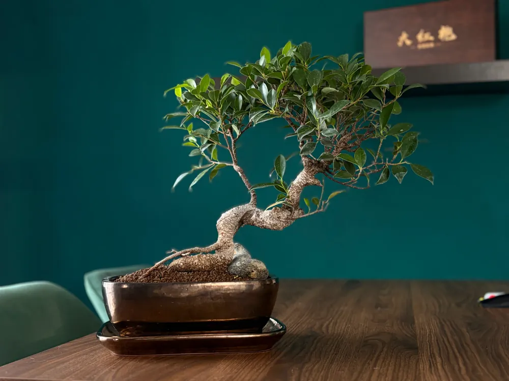 Bonsai in einer braunen Schale auf einem Holztisch vor einer dunkelgrünen Wand – das zur Rezension ausgewählte Foto