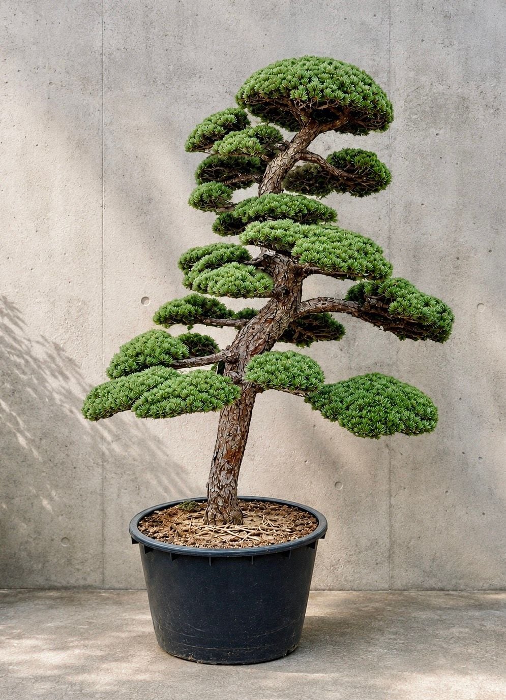 Gartenbonsai Mädchenkiefer