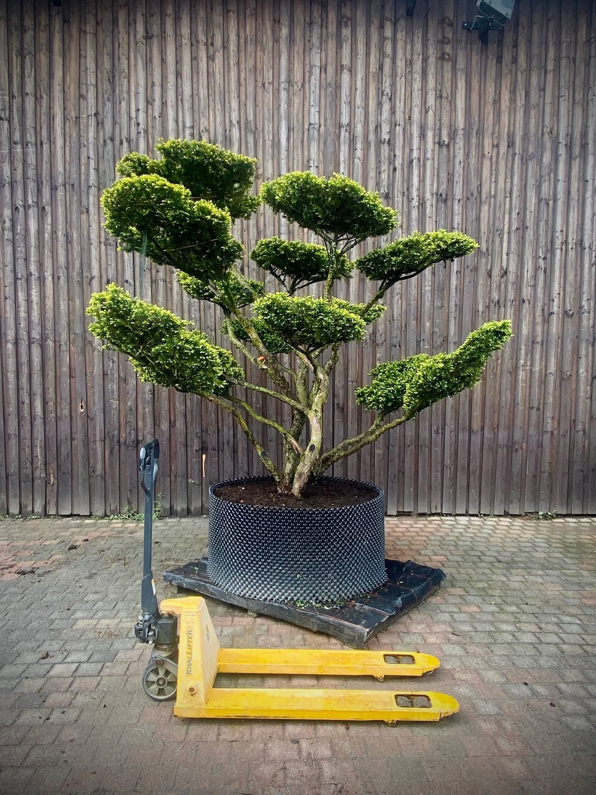 Gartenbonsai Taxus Cuspidata