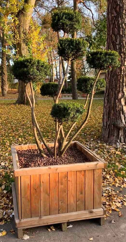 Gartenbonsai Taxus Würfelform