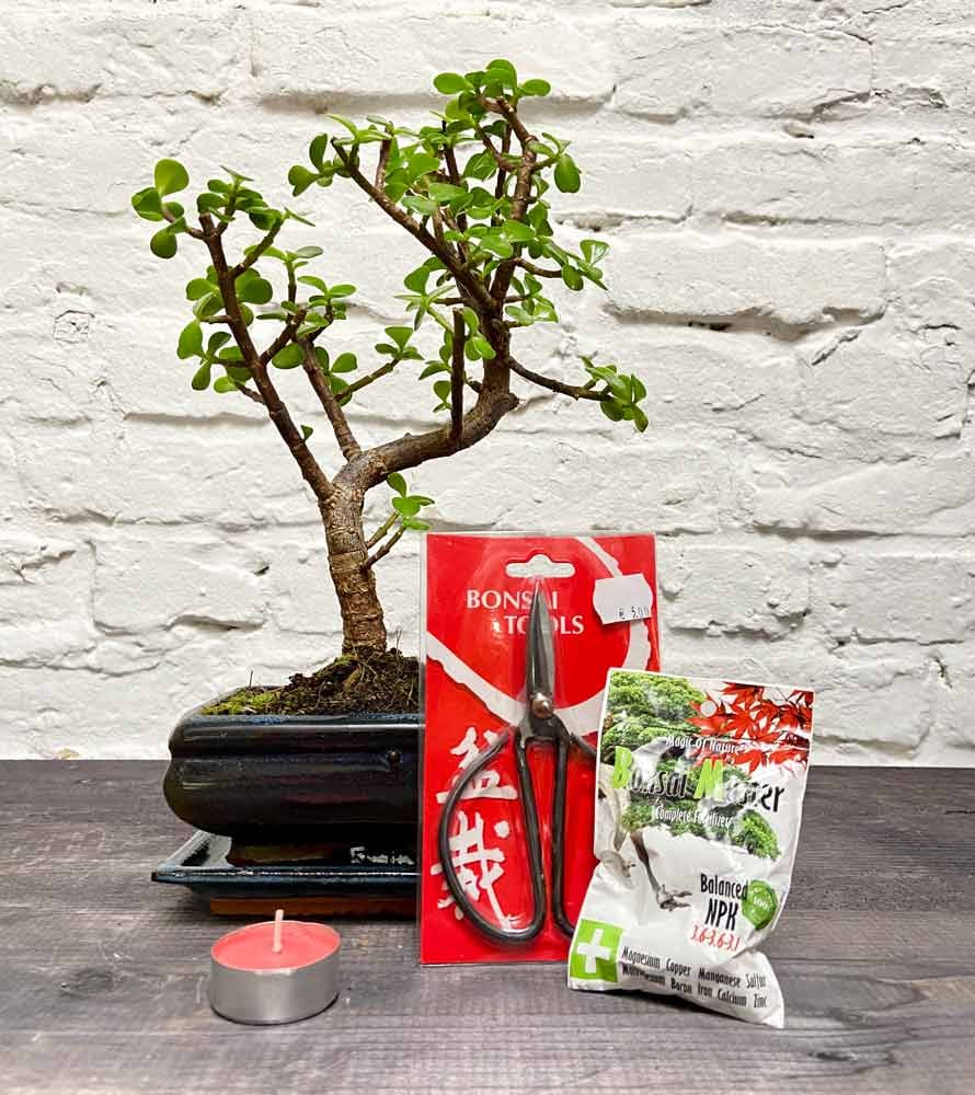 Bonsai Geschenkset´s