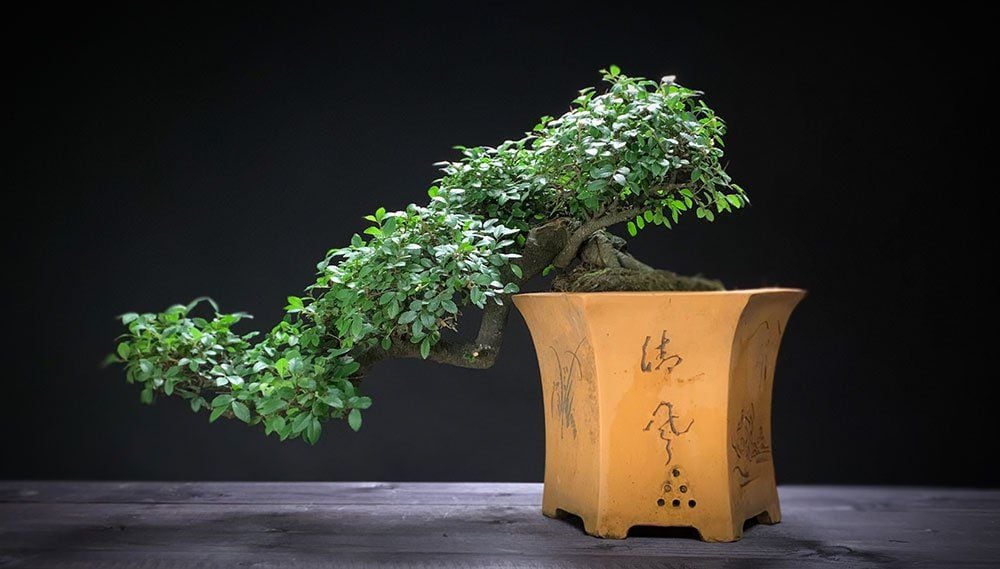Chinesische Ulme