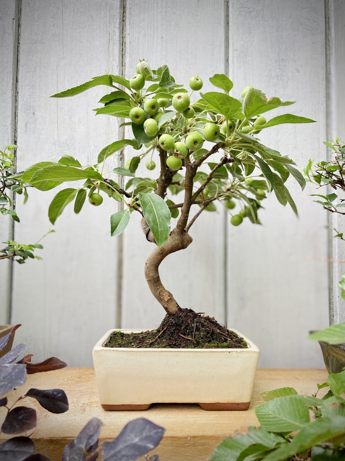Zierapfel (Malus halliana)