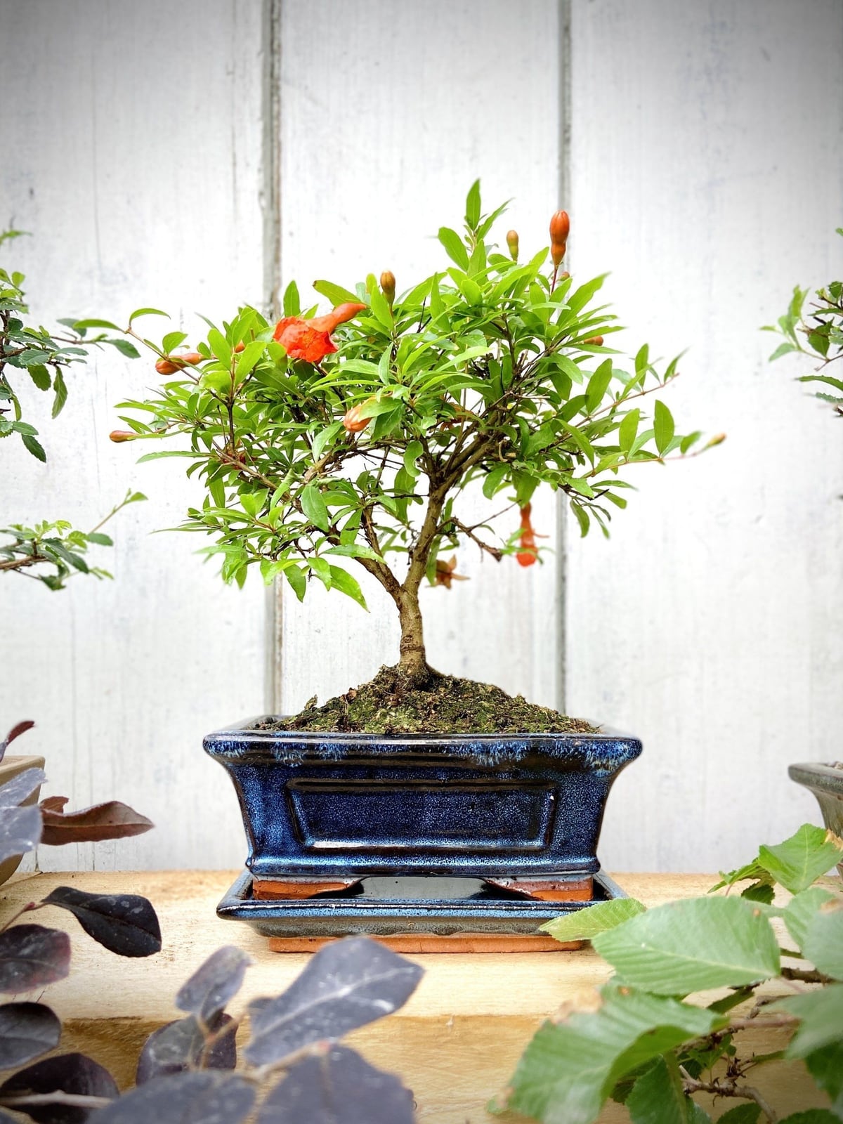 Granatapfel Bonsai (Punica Granatum)