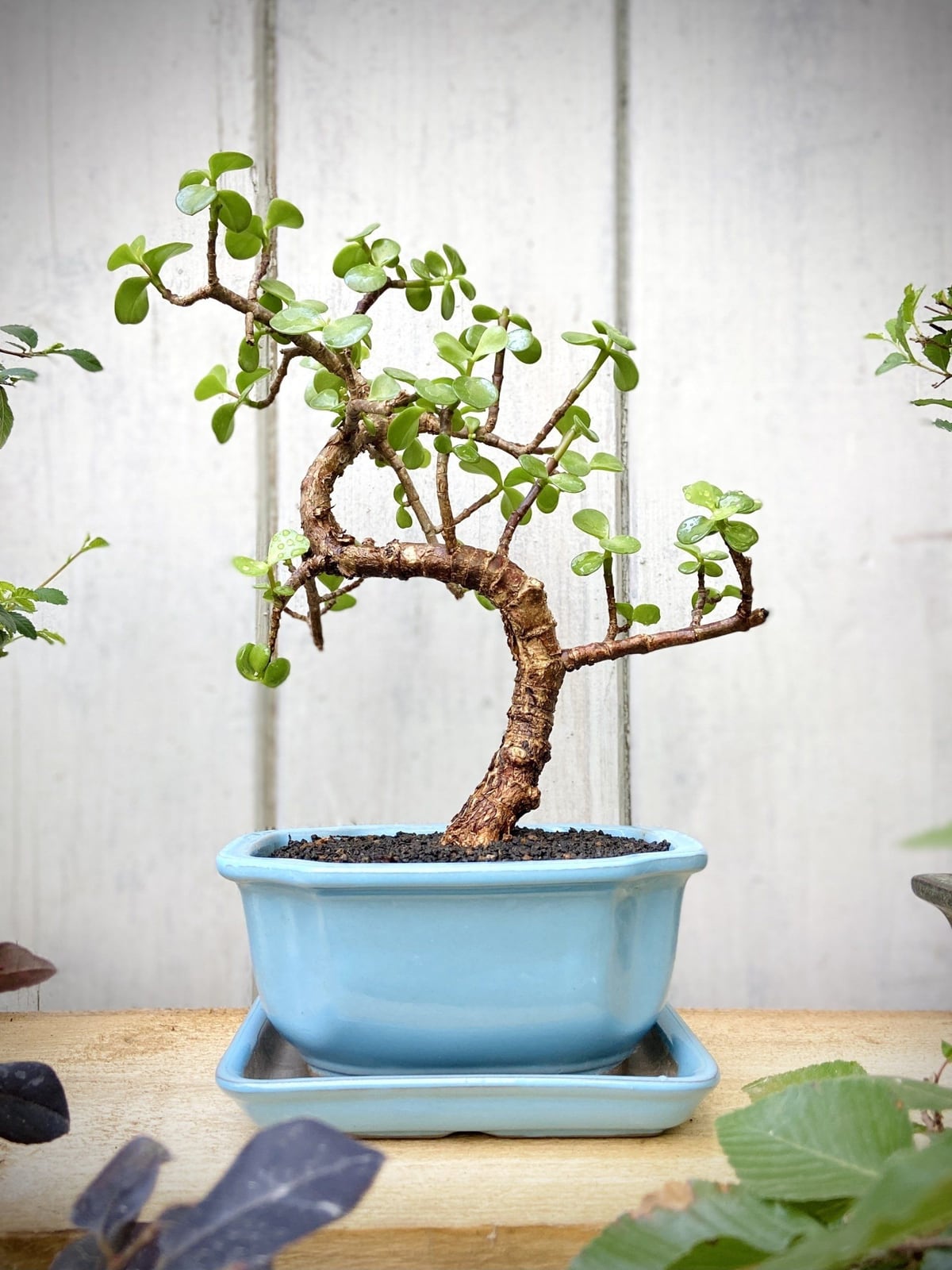 Jadebaum (Portulacaria afra)
