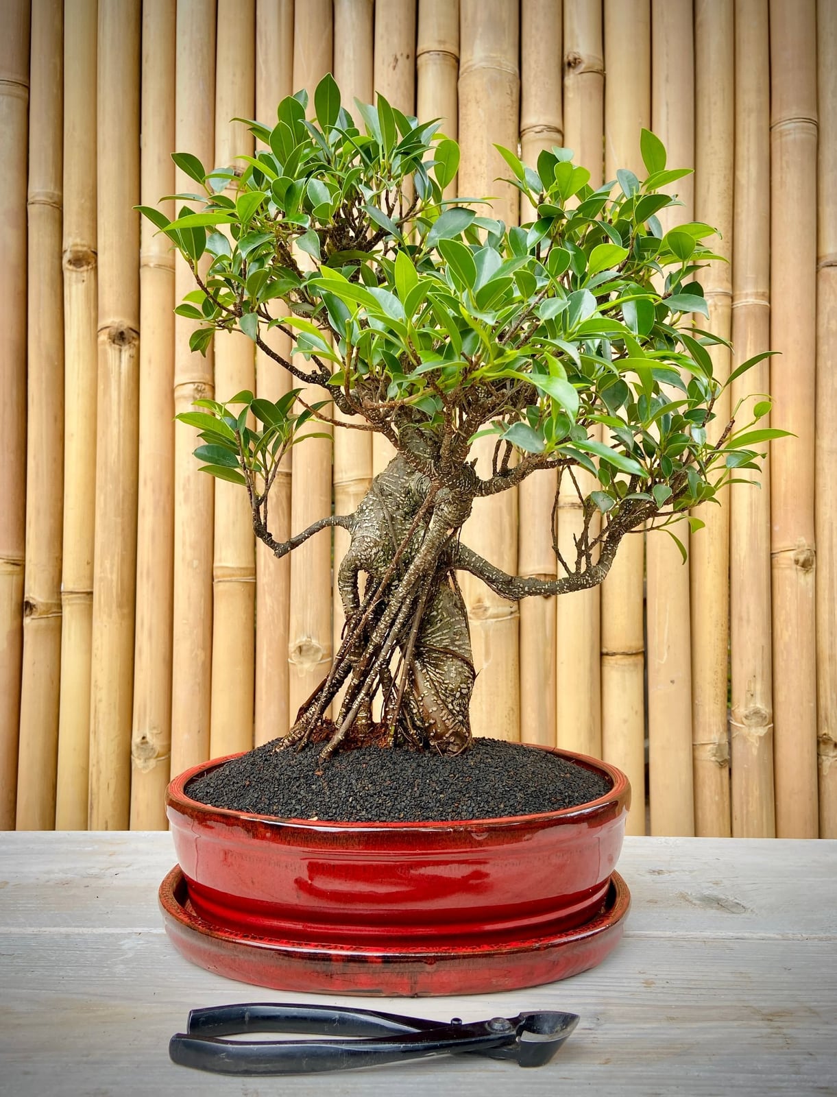 Ficus retusa