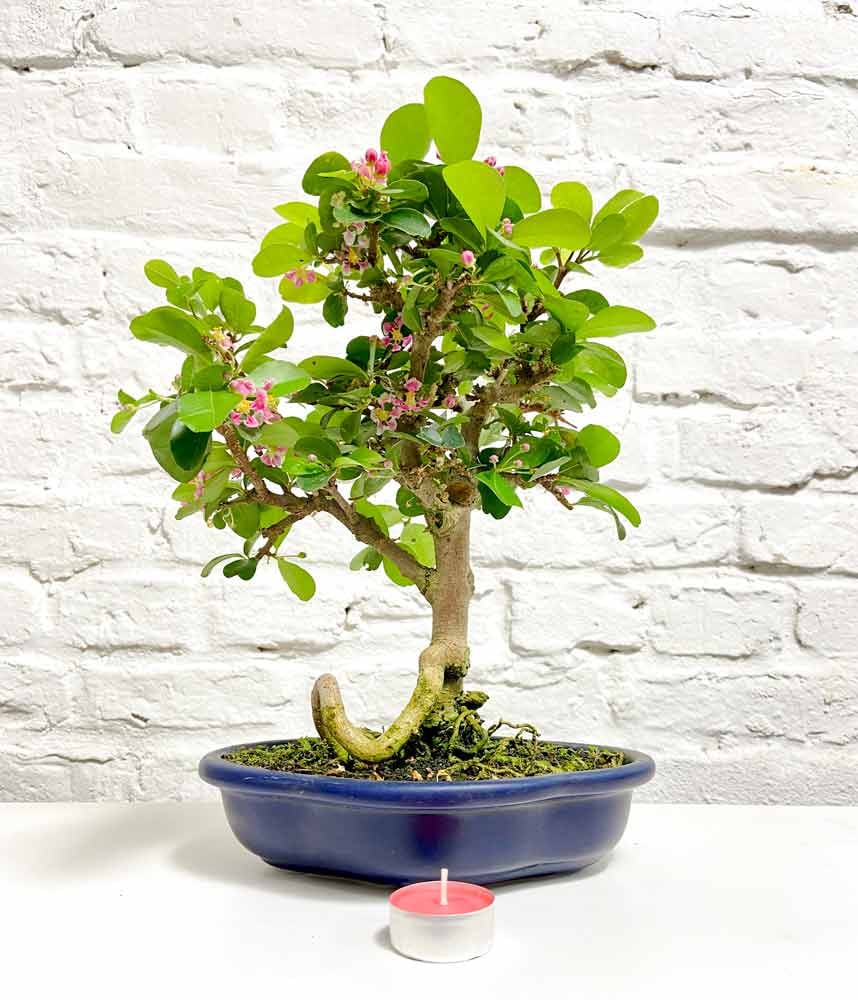 Acerola Bonsai