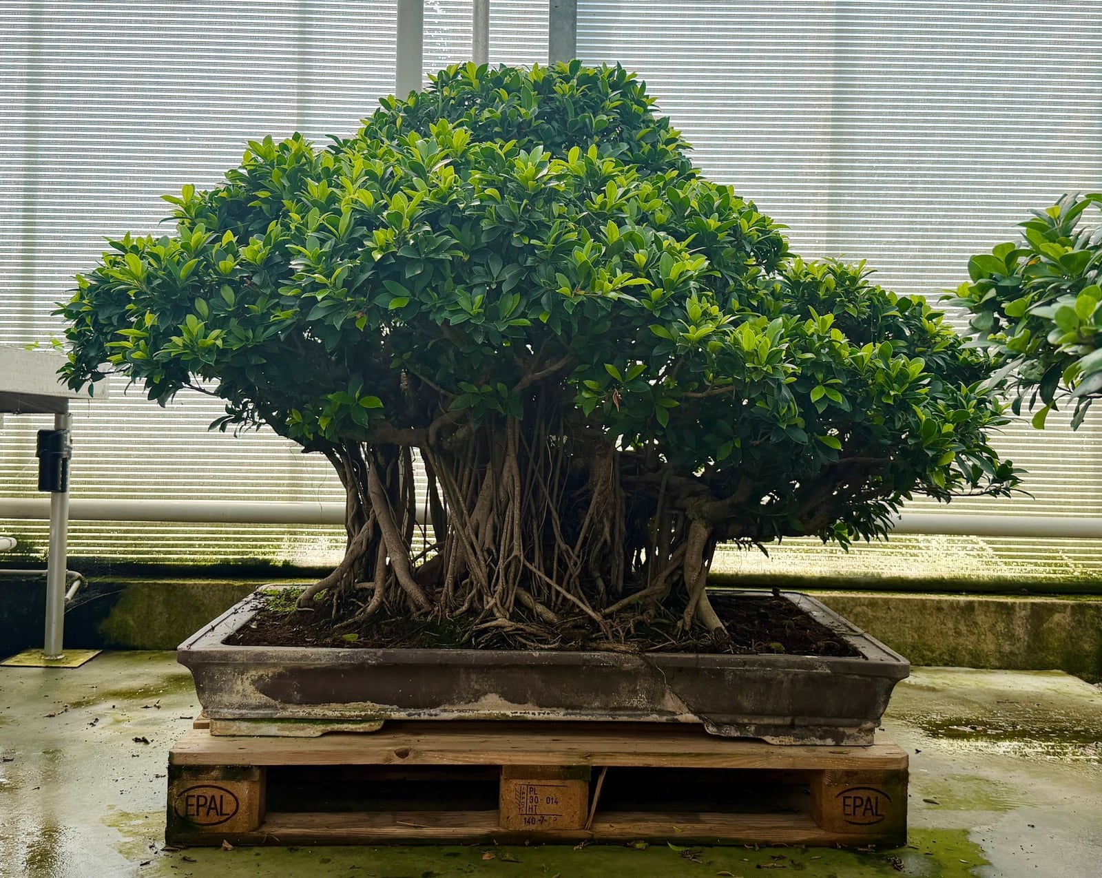 XXL Ficus Retusa mit 6,3 m Kronenumfang